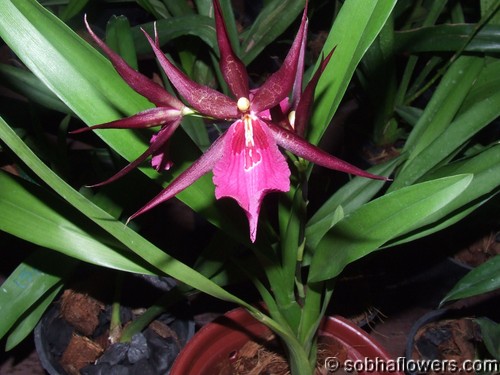 Miltassia royal robe